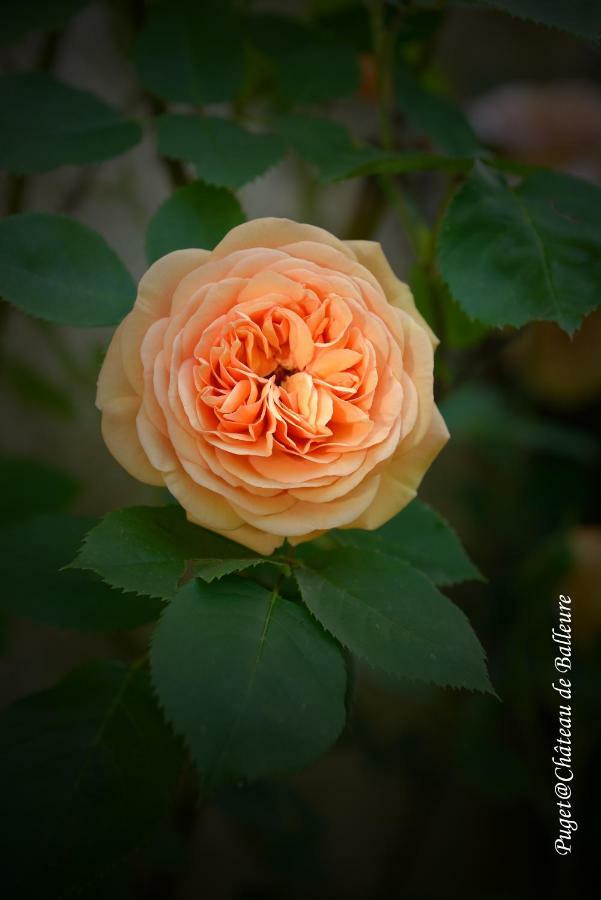 Chateau De Balleure Etrigny ภายนอก รูปภาพ